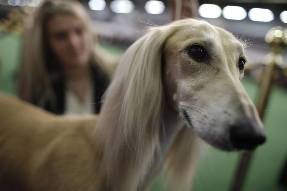 Snapple, un Saluki de Ohio. FOTO REUTERS 