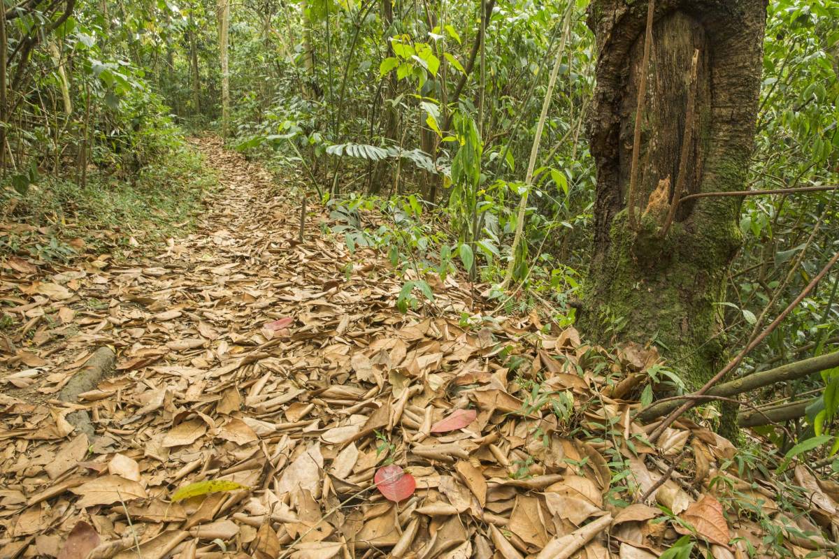 Una reserva de bosques frondosos a solo 10 minutos del parque principal en Itaguí Foto: Edwin Bustamante