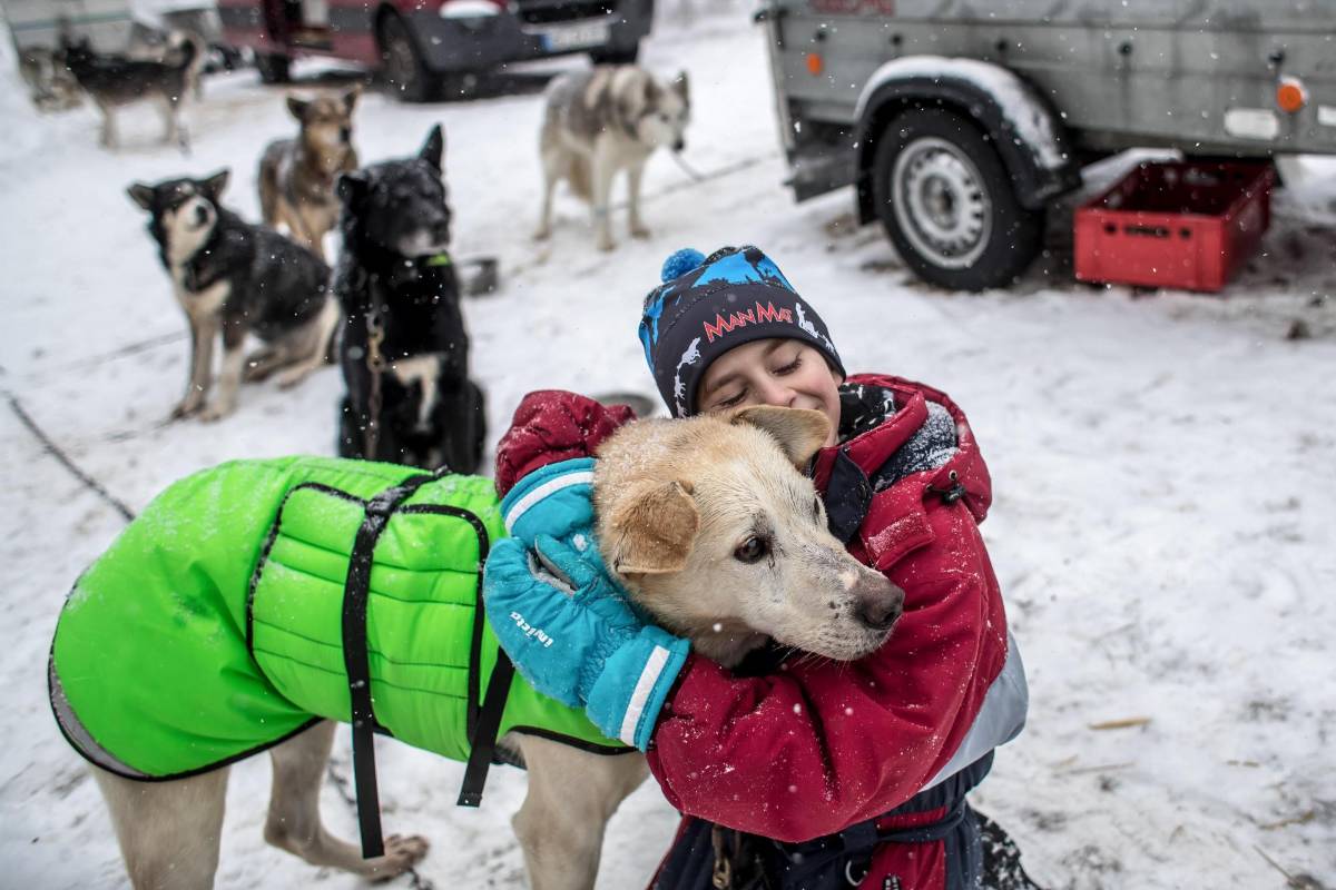 La prueba, que transcurre a través de los caminos de las montañas Orlické Hory, es una de las más exigentes en su disciplina tanto para los mushers (pilotos) como para sus perros. Foto. Martin Divisek EFE