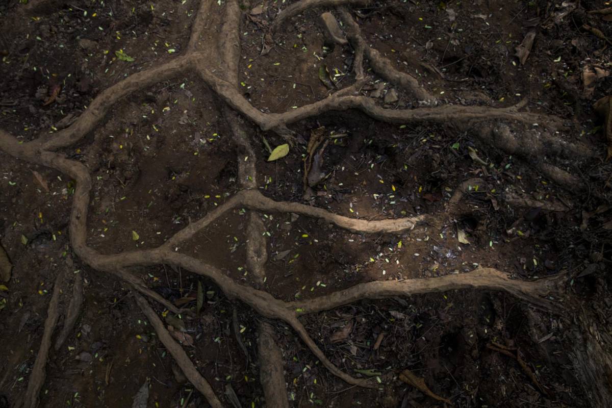 Los caminos que cruzan son de gran dificultad por los valles que forman la cordillera del Tapón, en época de lluvias la dificultad se incrementa por la creciente de los ríos y lo pantanoso del terreno. Foto: Esteban Vanegas