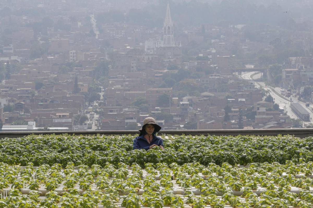 El programa de emprendimiento Aura Hidroponía busca expandir estos cultivos en balcones y terrazas de la cuidad. Se pueden producir flores, hortalizas y aromáticas. Foto: Manuel Saldarriaga Quintero