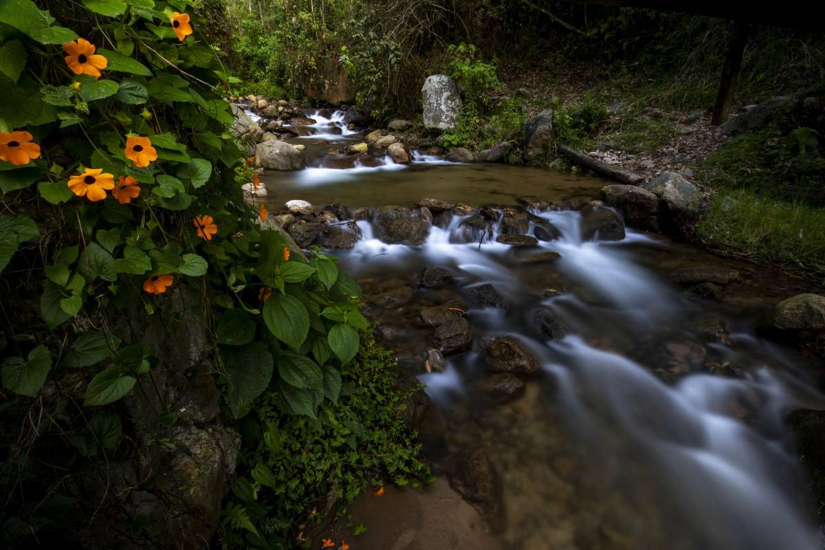 La Quebrada La Ayurá está rodeada por paisajes y aguas cristalinas que albergan fauna y flora envigadeña. Foto: Edwin Bustamante