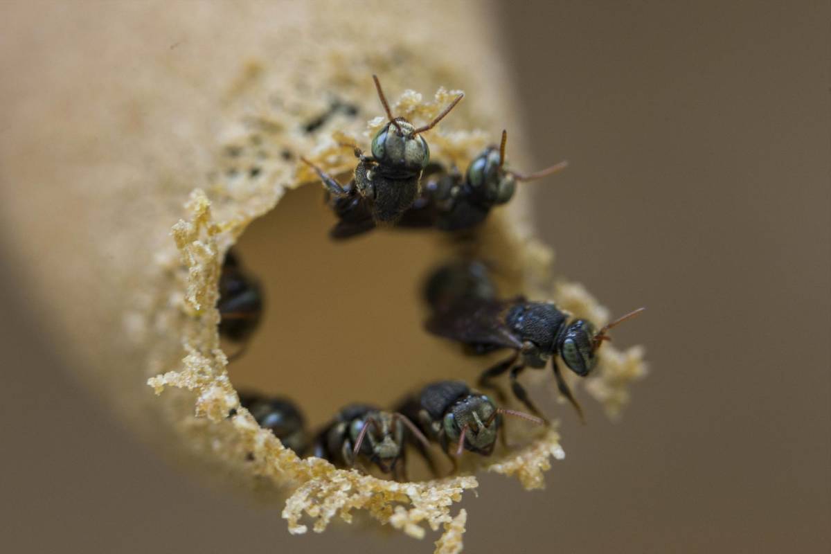 La Apis melliferas ( abeja melifera, abeja común ) es la especie más ampliamente utilizada a nivel mundial. Foto: Esteban Vanegas