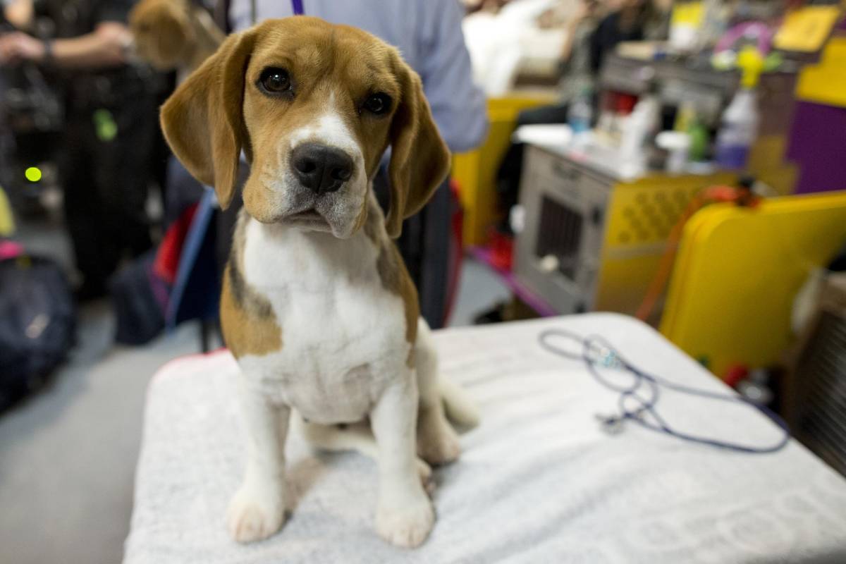 Este Beagle espera su turno. FOTO AP