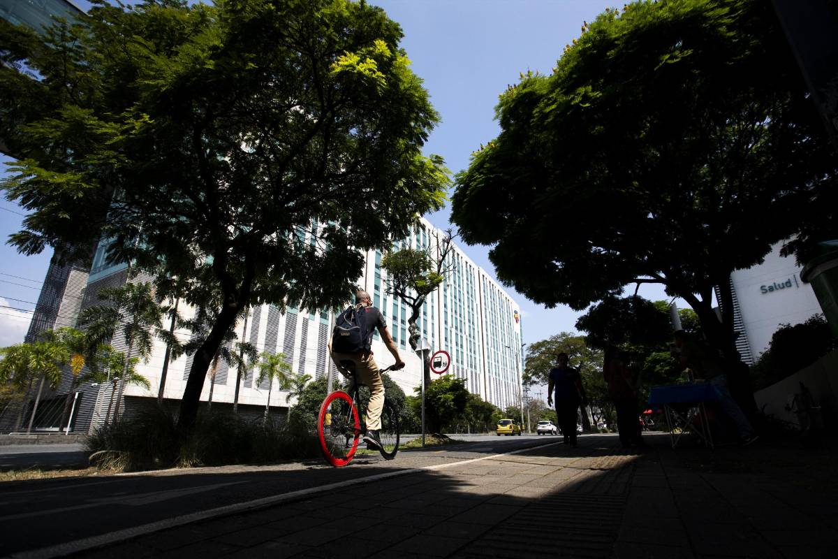 Los árboles funcionan como un excelente termorregulador natural. La sombra de estos gigantes reducen la temperatura hasta 8 grados centígrados. FOTO EDWIN BUSTAMANTE