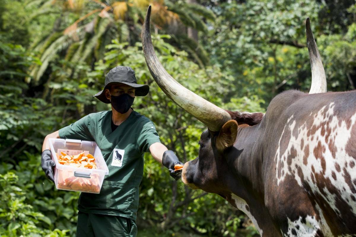 Durante 60 años el parque albergó a animales rescatados por las autoridades ambientales, víctimas del tráfico ilegal de fauna. FOTO JULIO CÉSAR HERRERA