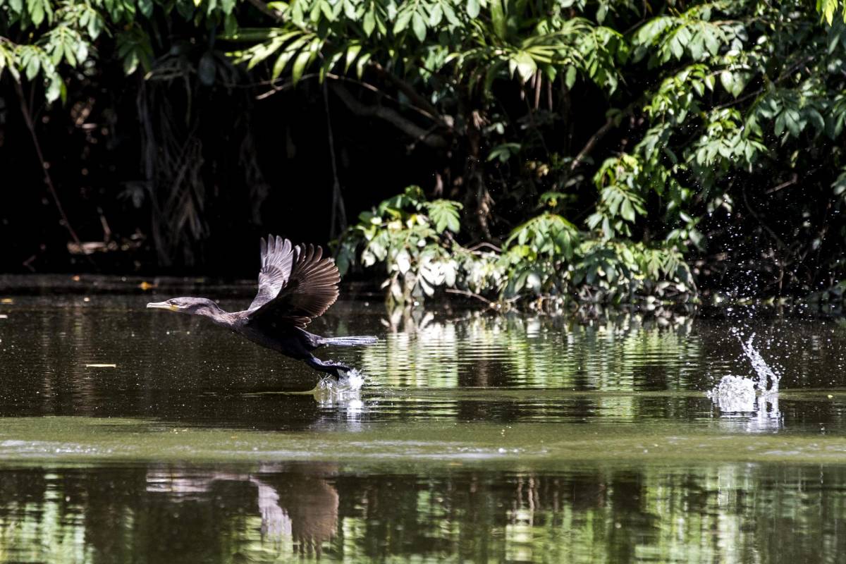 Entre la fauna sobresalen el tiburón, la ballena jorobada, el cachalote, la talla, la raya águila, la sierra, el atún, el pargo, una gran variedad de murciélagos. FOTOS : JULIO CÉSAR HERRERA