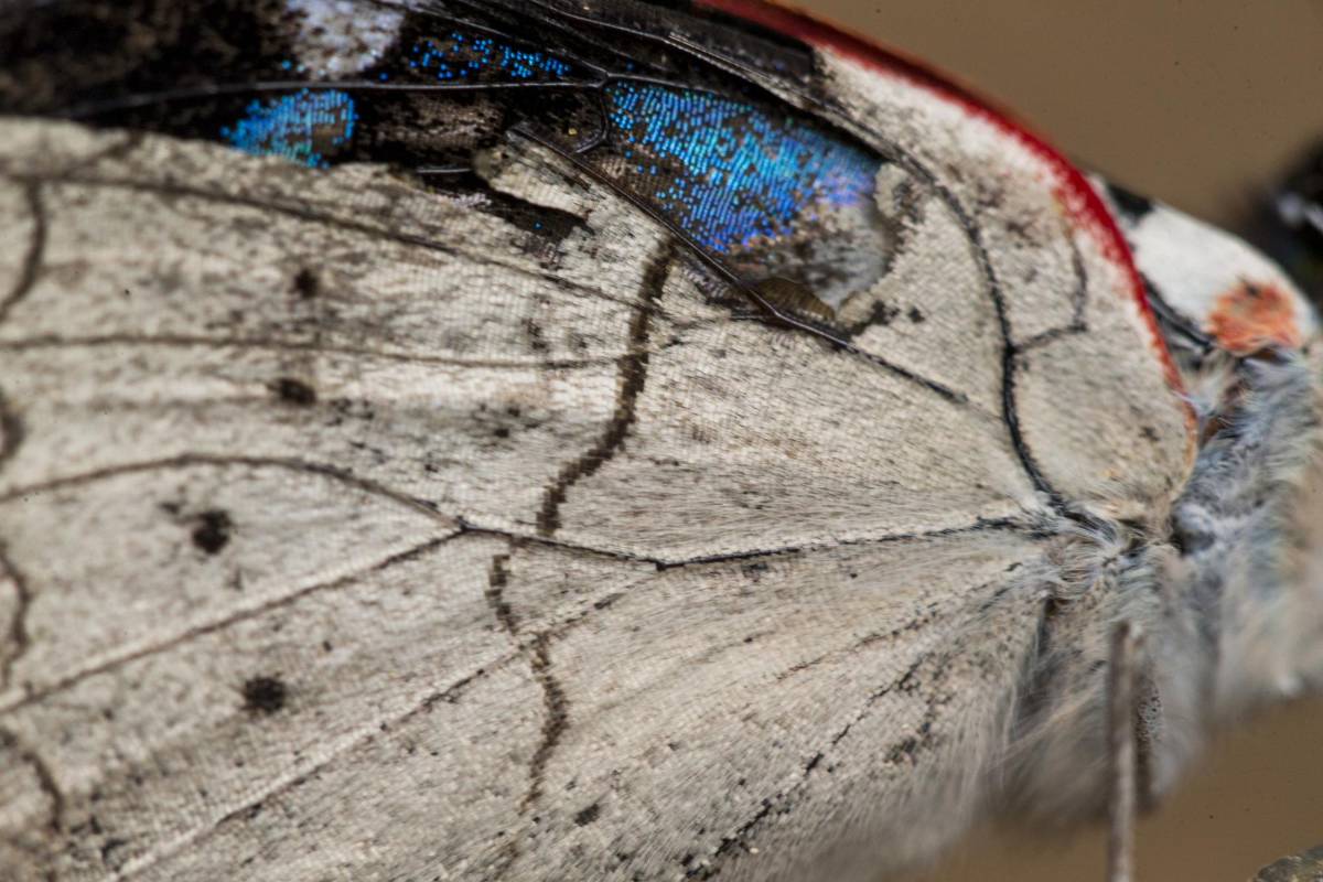 Los insectos son fundamentales para este ecosistema, muchos de ellos polinizan las plantas y mantienen el ciclo de vida de las demás especies. Foto: Esteban Vanegas