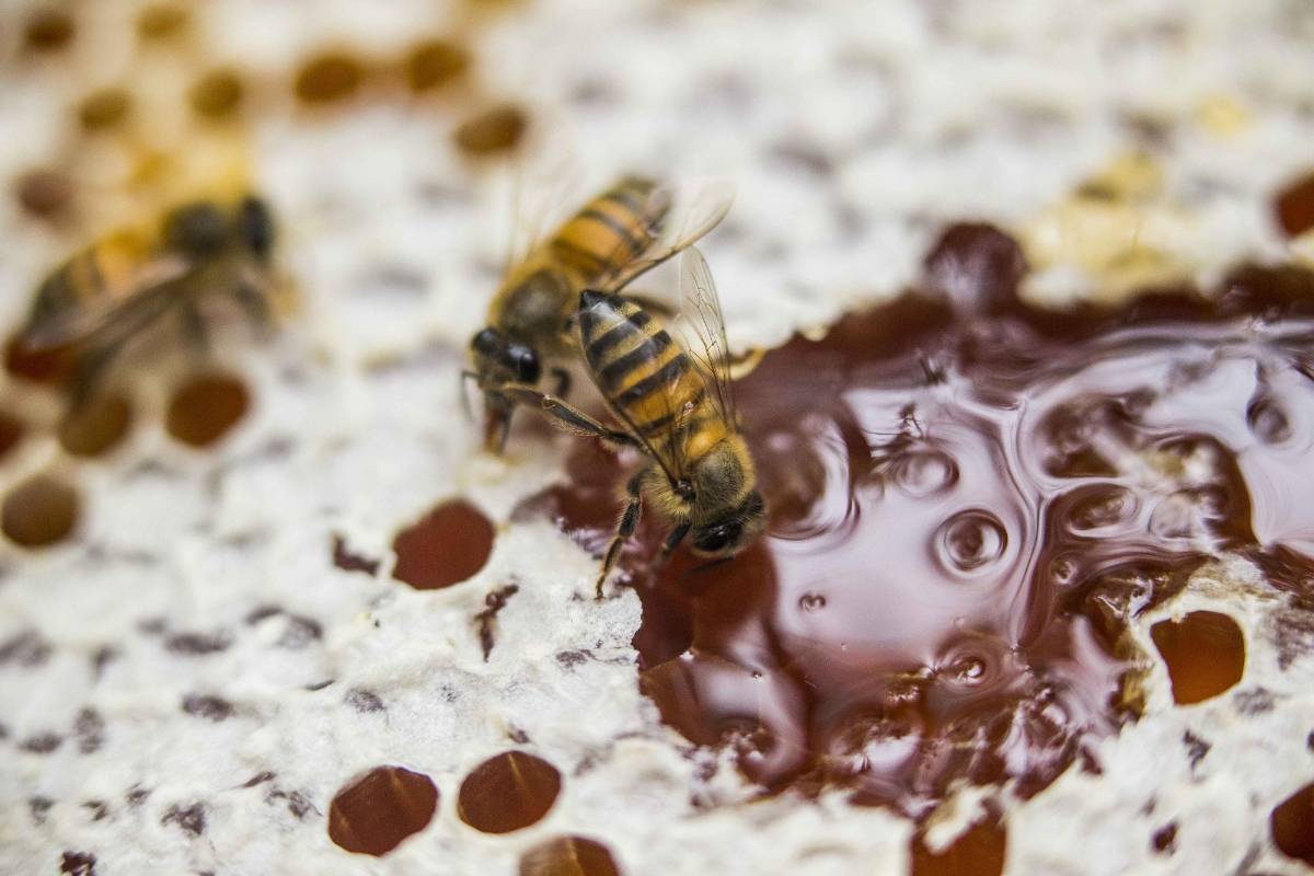 Son animales esenciales para la alimentación humana. Foto: Esteban Vanegas.