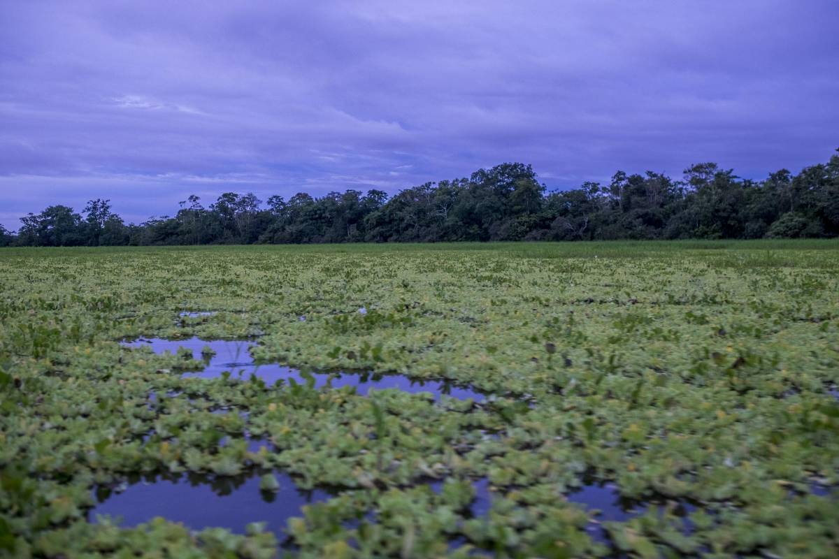 En el espeso monte del sur del país, la comunidad Ticuna de san Pedro de los Lagos viven sus días en medio de la naturaleza combinado con la tecnología. Foto: Santiago Mesa