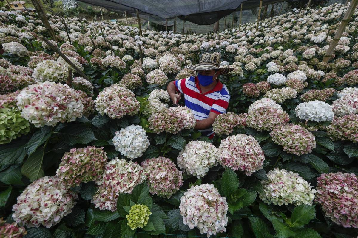 Los campesinos, aunque tienen cultivos para exportar, han tenido que botar sus flores. Foto: Manuel Saldarriaga Quintero.