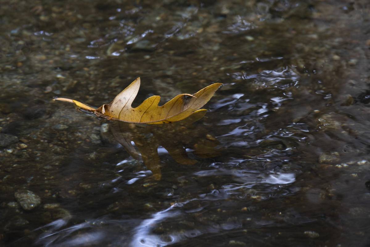 El Vallano, en Envigado, guarda ruidos de la naturaleza: el canto de los pájaros, árboles que se agitan con el viento y el correr del agua por el caudal de la quebrada La Ayurá. Foto: Edwin Bustamante