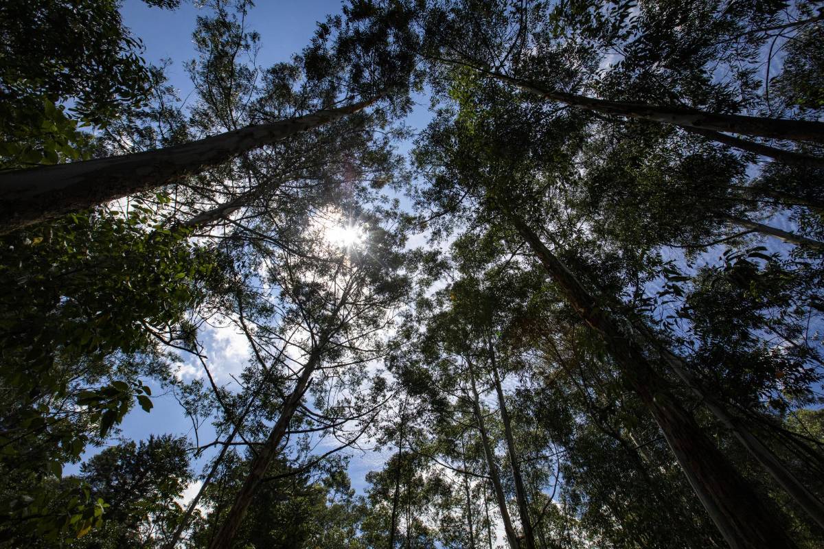 El Vallano, en Envigado, guarda ruidos de la naturaleza: el canto de los pájaros, árboles que se agitan con el viento y el correr del agua por el caudal de la quebrada La Ayurá. Foto: Edwin Bustamante