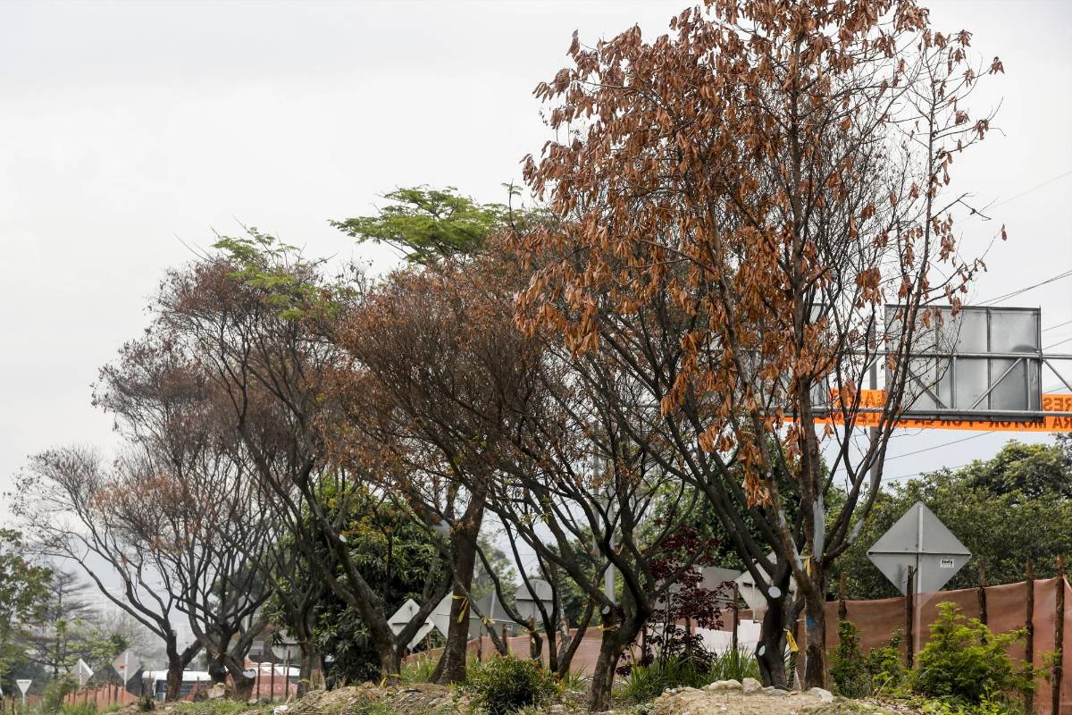 Trasplante de plantas reales del sector Ayurá a Contegral. Foto: Jaime Pérez