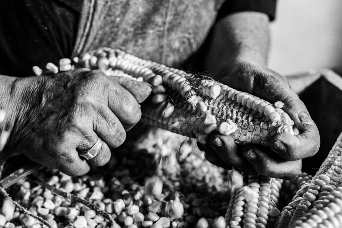 Cotidianidad de las labores de estas mujeres, un puente entre la vida de campo y el consumo de estos productos en la Medellín. Foto: Alexander Alonso. Comparta su fotos aquí