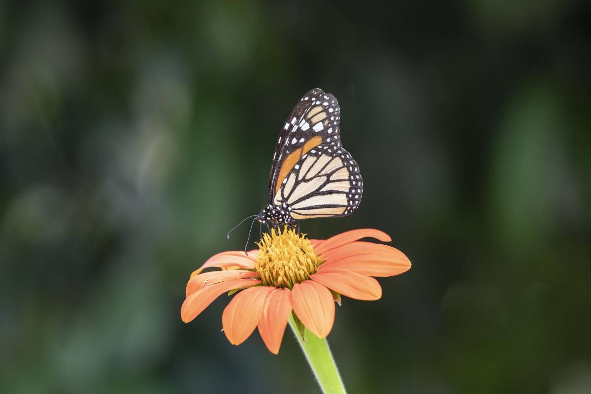 Quienes acuden a El Volador ven las setenta y cuatro especies de mariposas que llegan a polinizar el lugar en diferentes momentos y reverdecen este paraíso abierto en medio de la urbe de cemento. FOTO: Edwin Bustamante