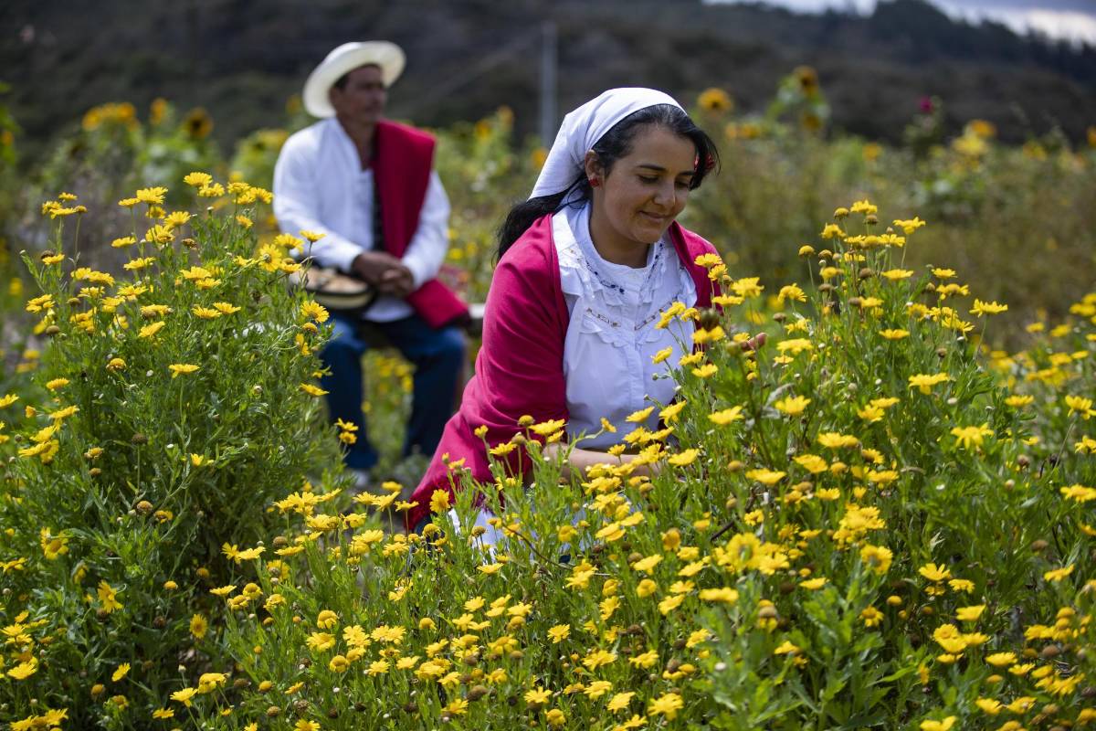 La edición 2020 de la Feria de las Flores se mantiene. La mayoría de las actividades se realizarán a la distancia para evitar aglomeraciones. Será una feria virtual, sin precedentes en la cuidad. Los silleteros siguen siendo los protagonistas. FOTO MANUEL SALDARRIAGA QUINTERO