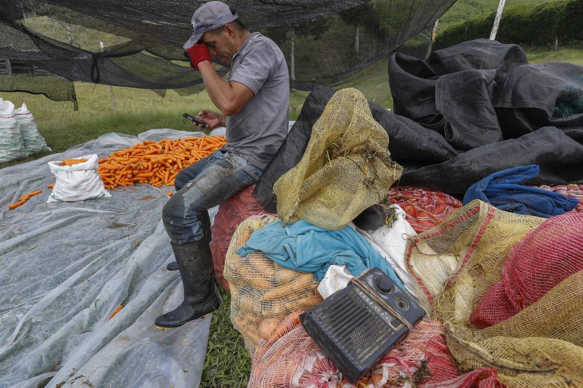 Nuestros campesinos siguen con su labor diaria de cultivar la tierra para que en medio de esta crisis tengamos los alimentos necesarios. Ellos también son nuestros héroes. Foto: Manuel Saldarriaga Quintero