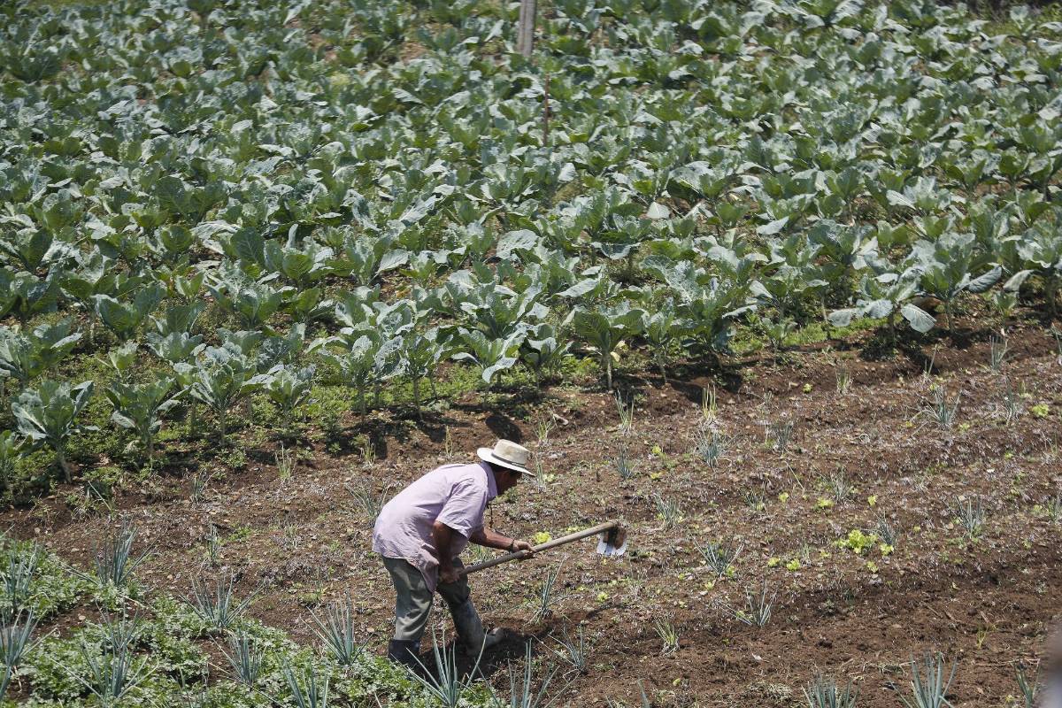 Nuestros campesinos siguen con su labor diaria de cultivar la tierra para que en medio de esta crisis tengamos los alimentos necesarios. Ellos también son nuestros héroes. Foto: Manuel Saldarriaga Quintero