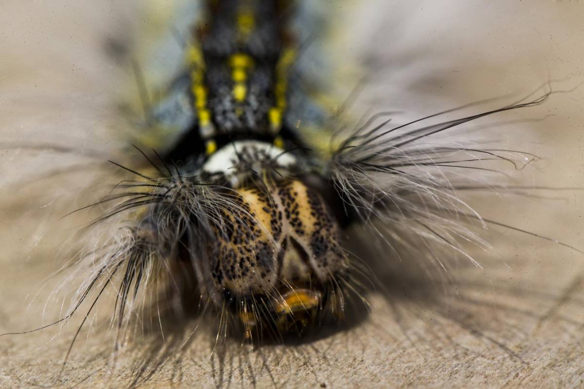 Larva de mariposa Morpho sp. Foto : Esteban Vanegas