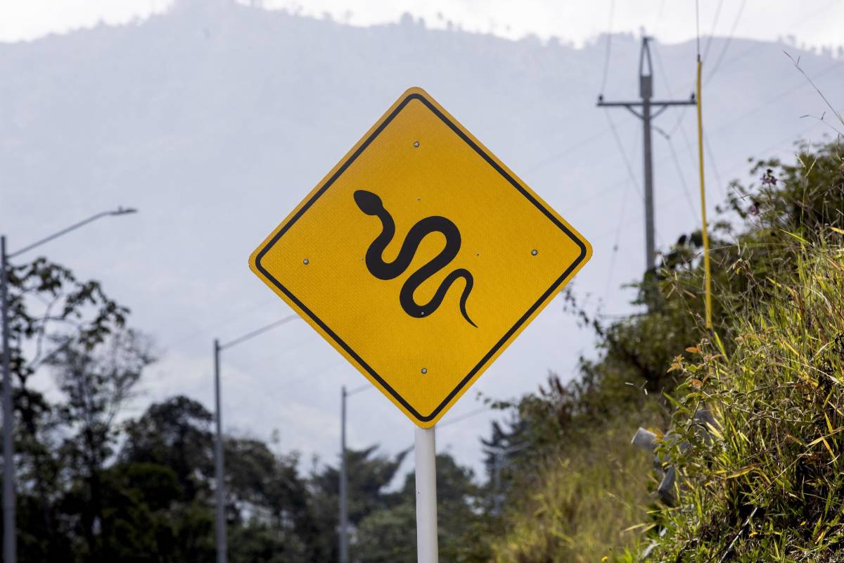 La expansión urbana en el Valle de Aburrá limita los hábitats de las especies y la alta velocidad de los vehículos es otro factor de riesgo para ellas. FOTO: Camilo Suárez