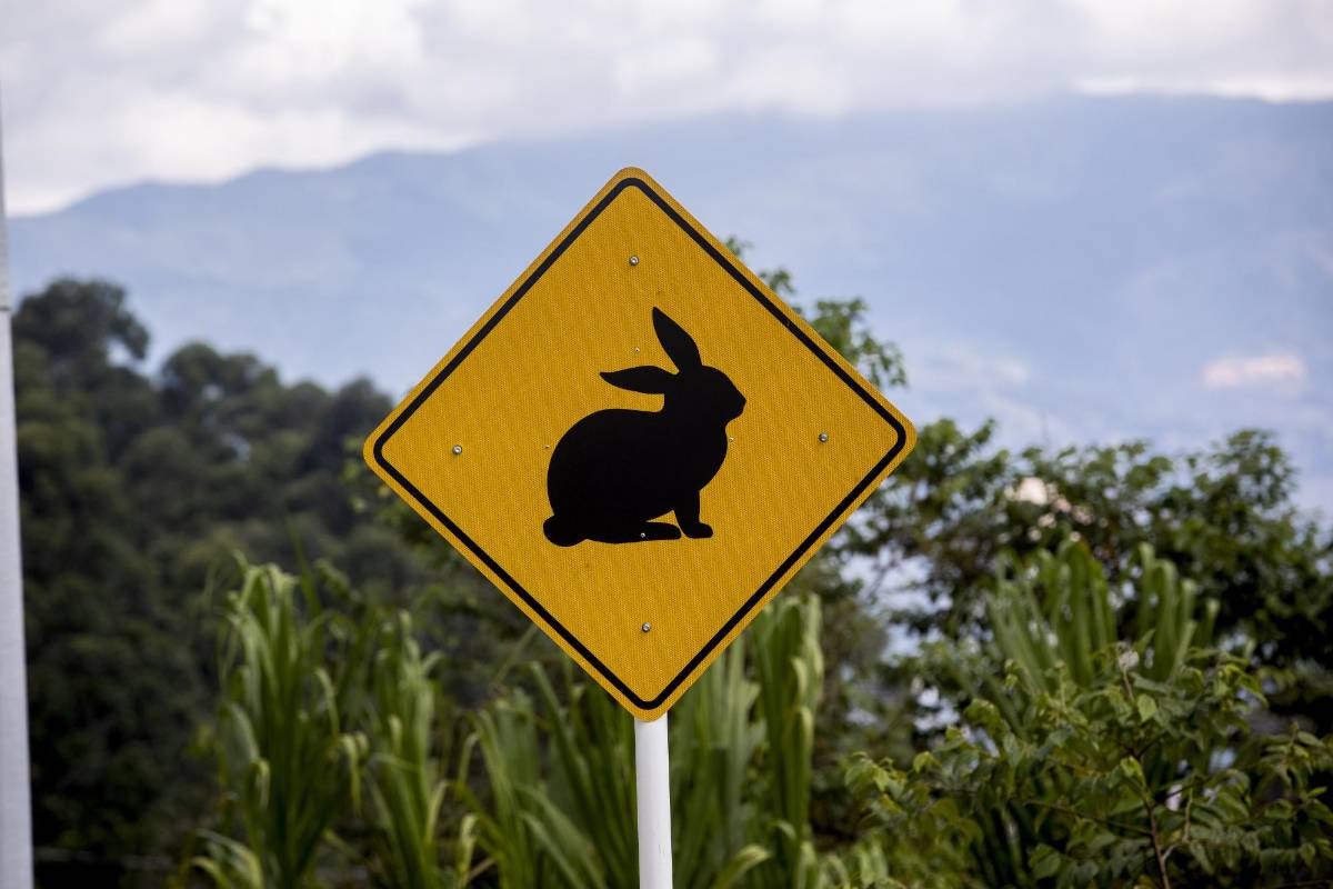 La expansión urbana en el Valle de Aburrá limita los hábitats de las especies y la alta velocidad de los vehículos es otro factor de riesgo para ellas. FOTO: Camilo Suárez