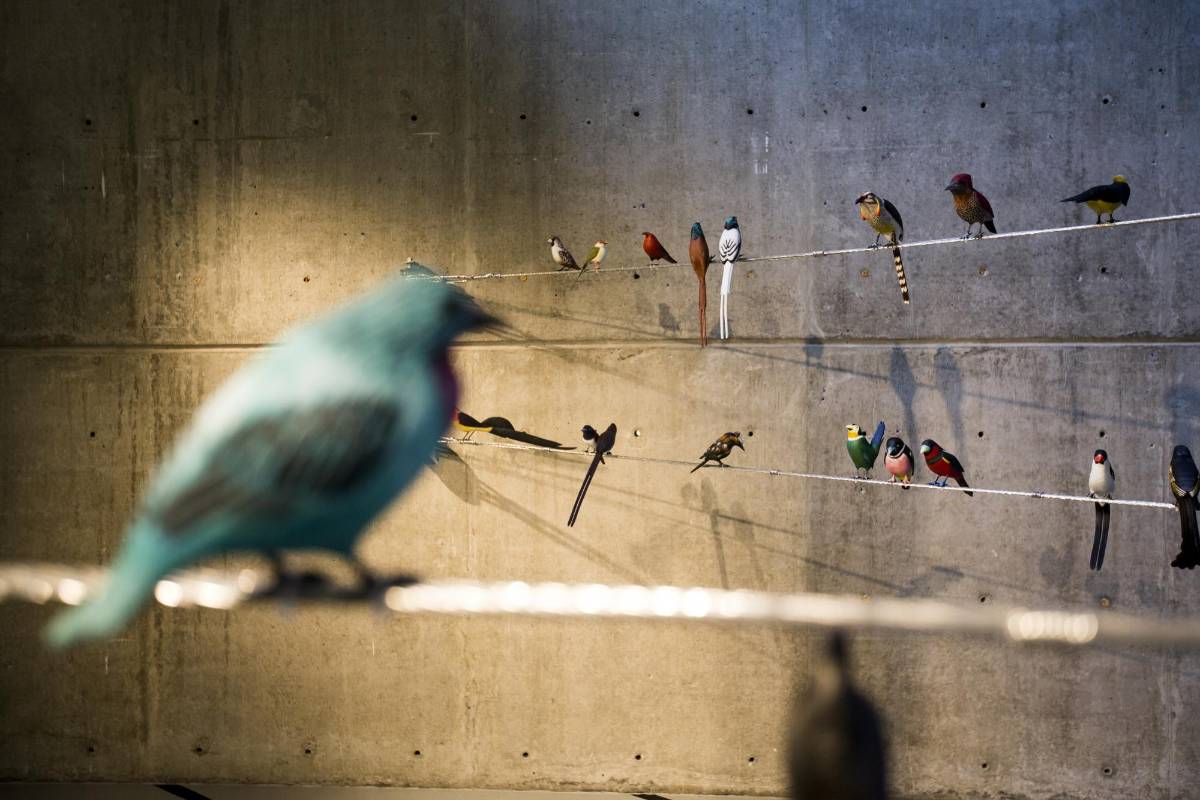 Más de 100 figuras de aves de todo el mundo talladas en madera e instaladas en espacio de corte urbano, hace parte de la exposición “Del vuelo a la poesía” de la artista Patricia Rodríguez en la universidad de Eafit. Foto: Santiago Mesa.