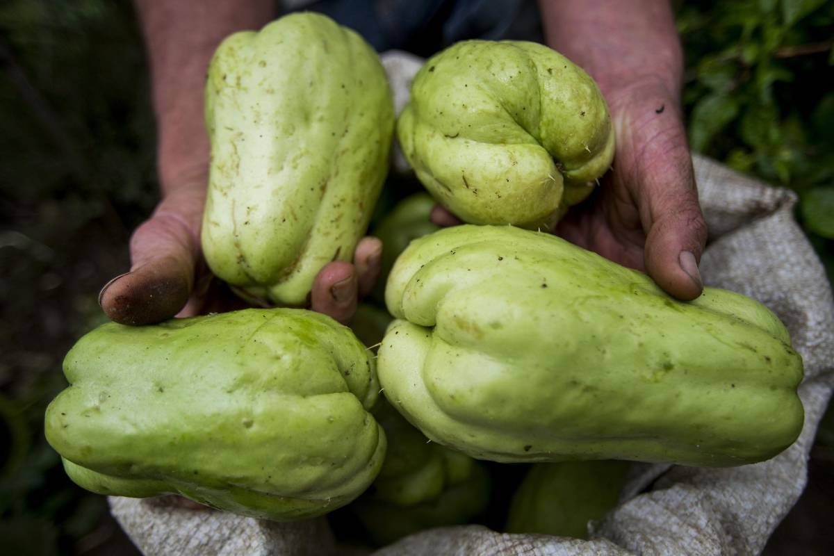 Las manos fuertes y curtidas de nuestros campesinos que labran la tierra. Gracias a ellas tenemos nuestro alimento diario. Foto: Julio César Herrera