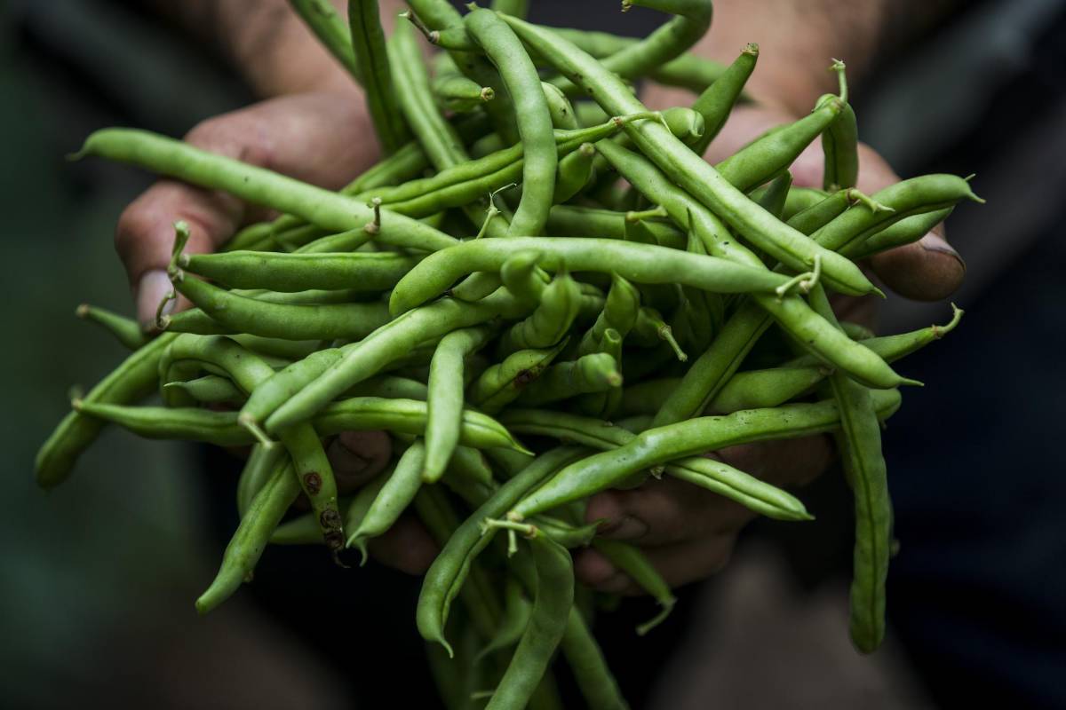 Las manos fuertes y curtidas de nuestros campesinos que labran la tierra. Gracias a ellas tenemos nuestro alimento diario. Foto: Julio César Herrera