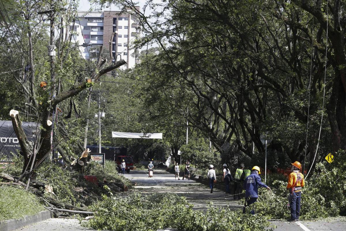 La tala comenzó el pasado 31 de diciembre y fue reactivada este sábado 4 de enero. Ciudadanos protestaron pacíficamente. Foto Manuel Saldarriaga Quintero