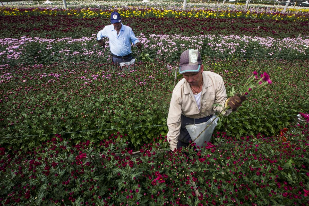 Para San Valentín se exportan unas 150 mil cajas de diferentes clases de flores y de rosas. Foto: Julio César Herrera