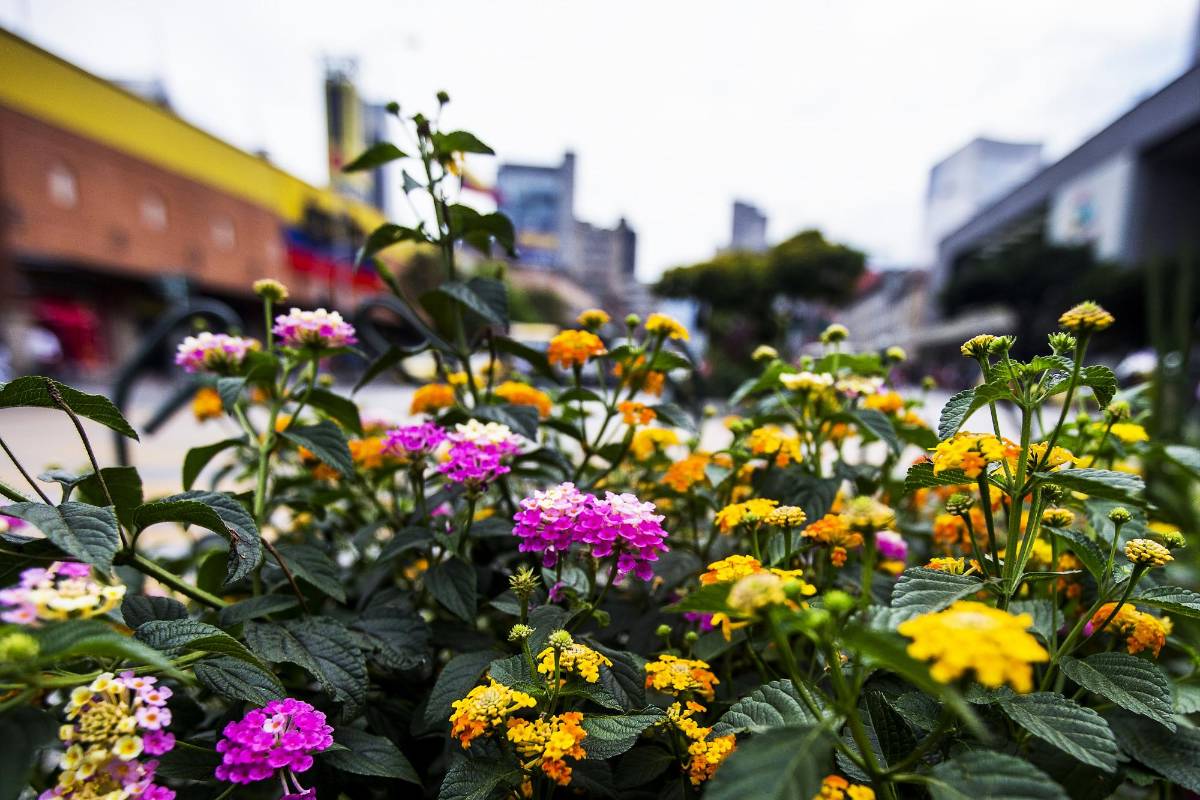  Flores de mil colores adornan la transcurrida Avenida Oriental. Foto : Julio César Herrera.