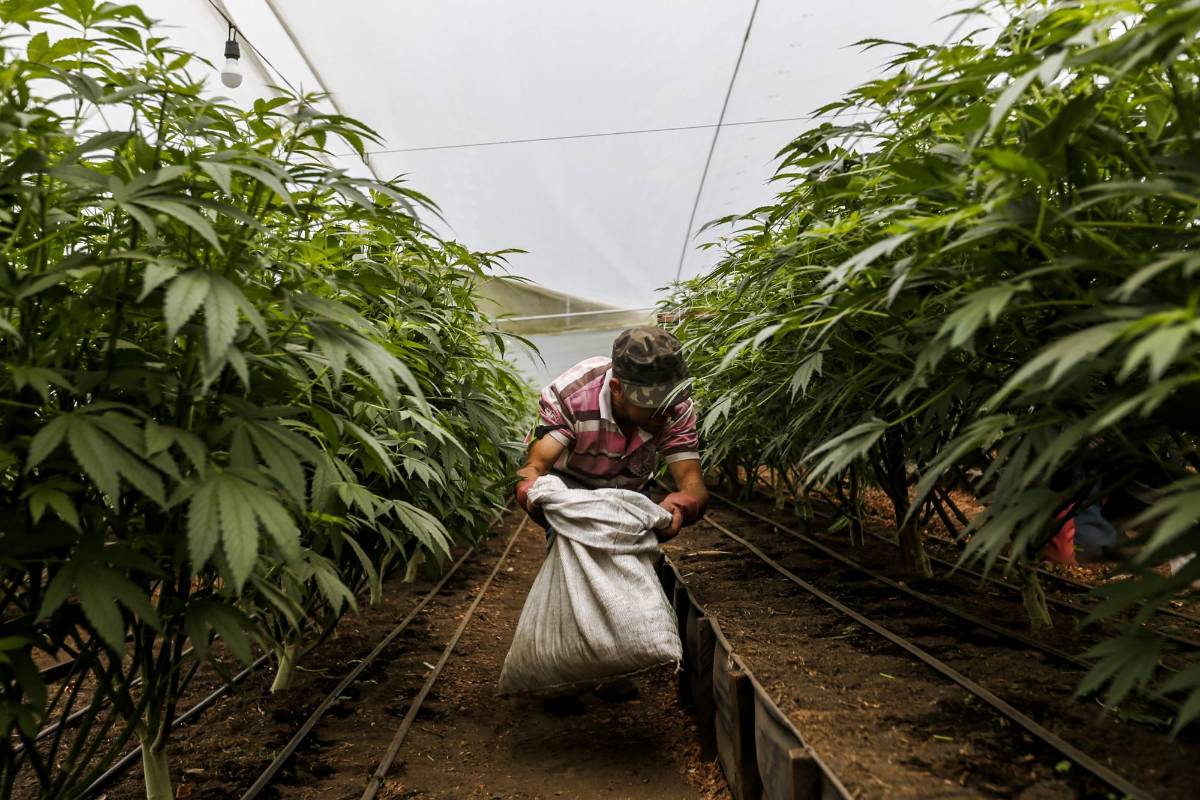 Un empleado de PharmaCielo limpia el cultivo. FOTO: SANTIAGO MESA.