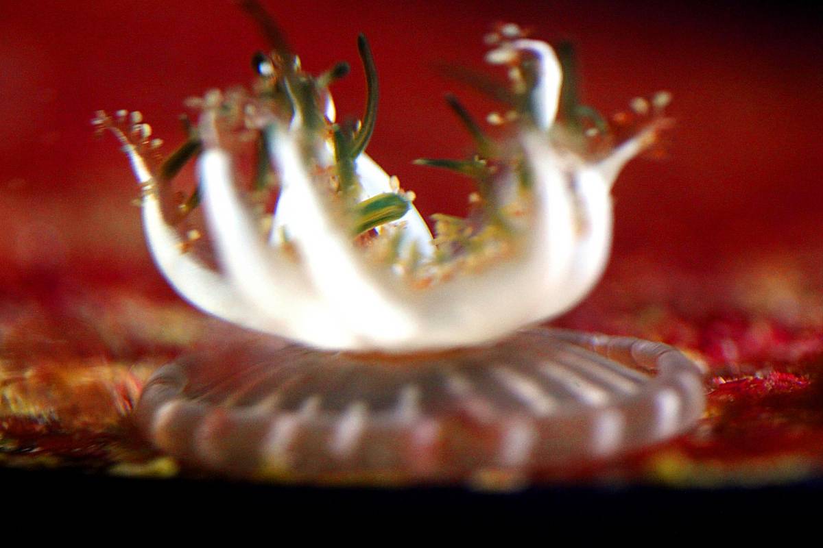 Los estanque de agua salada albergan peces, arrecifes, corales e invertebrados que habitan no solo en Colombia sino en el resto del mundo. Foto: Julio César Herrera