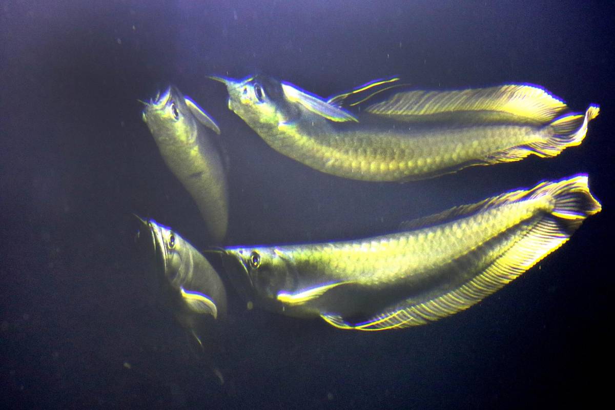 Con 2.200 metros cuadrados de área, el acuario es un universo enriquecido por los habitantes ocultos del agua. Foto: Julio César Herrera