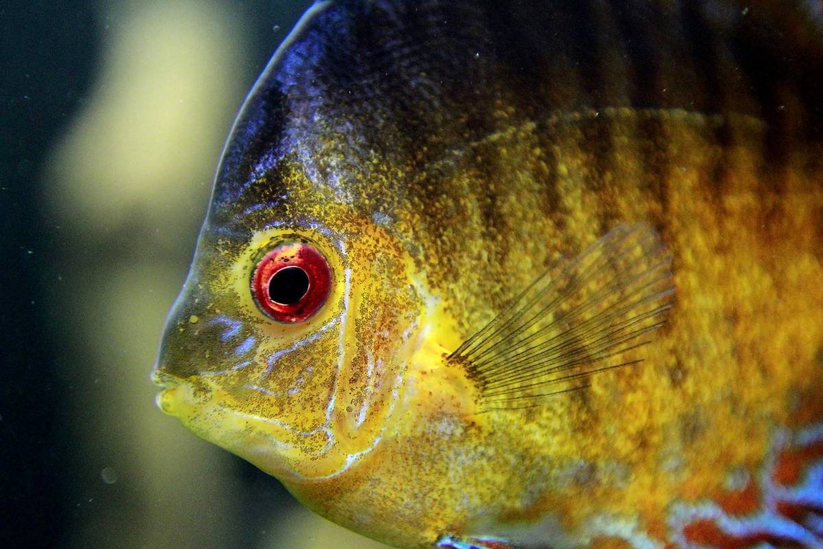 Tanto peces marinos como de río se pueden observar allí. El pez globo, payaso, morena, anémonas y medusas son algunos de ellos. Foto: Julio César Herrera