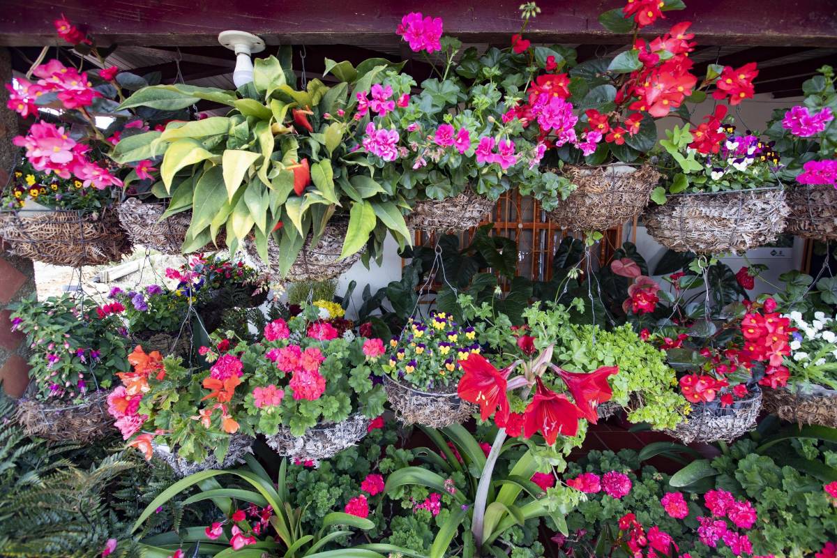 La edición 2020 de la Feria de las Flores se mantiene. La mayoría de las actividades se realizarán a la distancia para evitar aglomeraciones. Será una feria virtual, sin precedentes en la cuidad. Los silleteros siguen siendo los protagonistas. FOTO MANUEL SALDARRIAGA QUINTERO