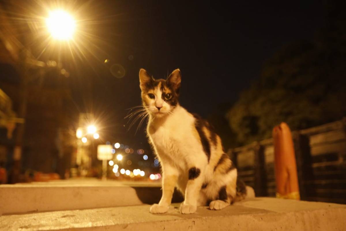 FOTO CAMILO SUÁREZ