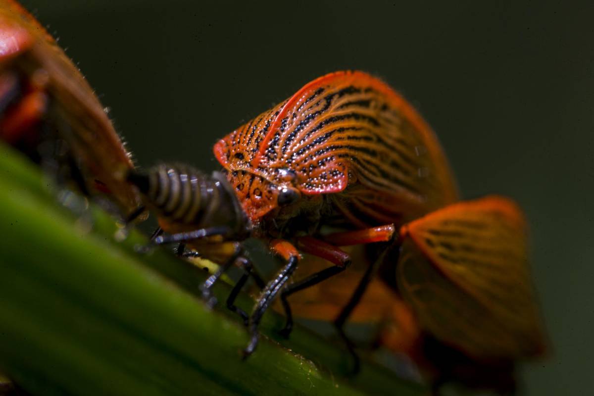 Insecto de género Heranice, especie no identificada. Heranice sp. Foto : Esteban Vanegas