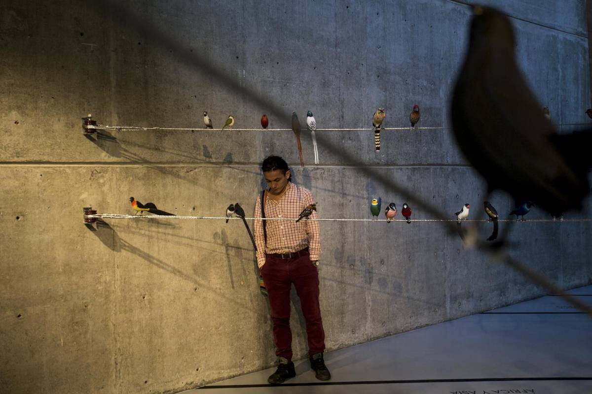 Más de 100 figuras de aves de todo el mundo talladas en madera e instaladas en espacio de corte urbano, hace parte de la exposición “Del vuelo a la poesía” de la artista Patricia Rodríguez en la universidad de Eafit. Foto: Santiago Mesa.