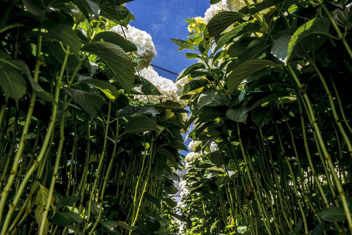La crisis ha llevado a que muchos floricultores se queden sin empleo. FOTO JUAN ANTONIO SÁNCHEZ OCAMPO