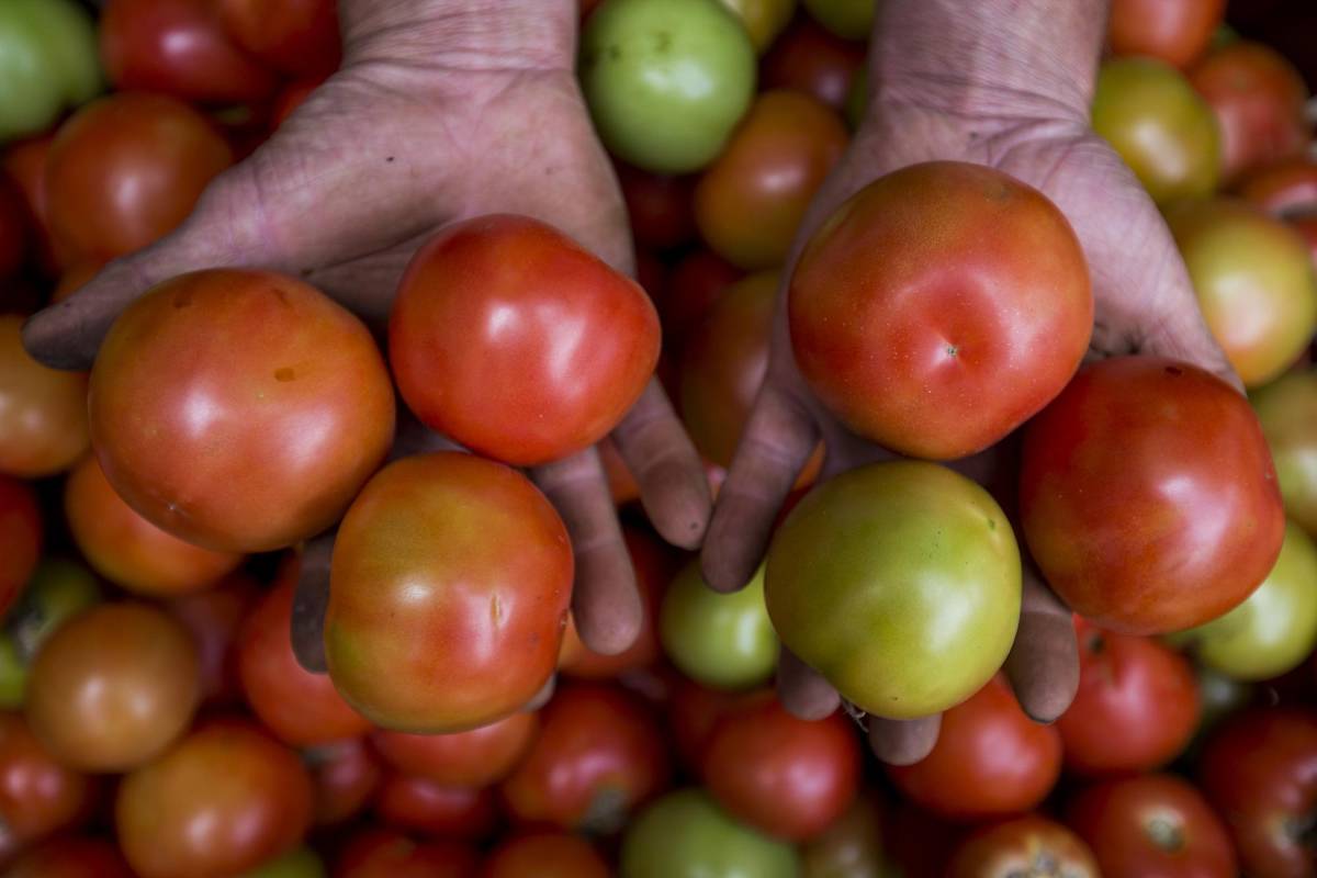Las manos fuertes y curtidas de nuestros campesinos que labran la tierra. Gracias a ellas tenemos nuestro alimento diario. Foto: Julio César Herrera