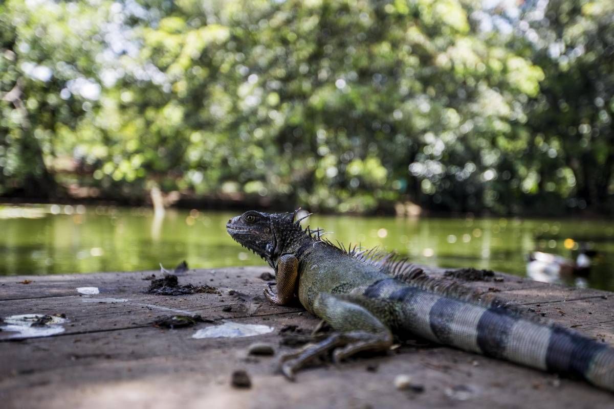 Las iguanas están en el agua y en la tierra, caminan muy tranquilas y siempre con la cabeza arriba. FOTOS: JULIO CÉSAR HERRERA.
