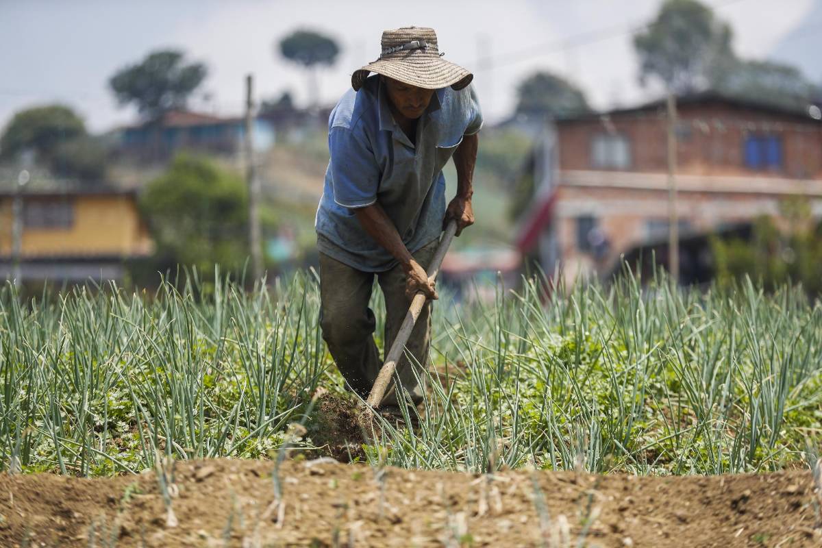 Nuestros campesinos siguen con su labor diaria de cultivar la tierra para que en medio de esta crisis tengamos los alimentos necesarios. Ellos también son nuestros héroes. Foto: Manuel Saldarriaga Quintero