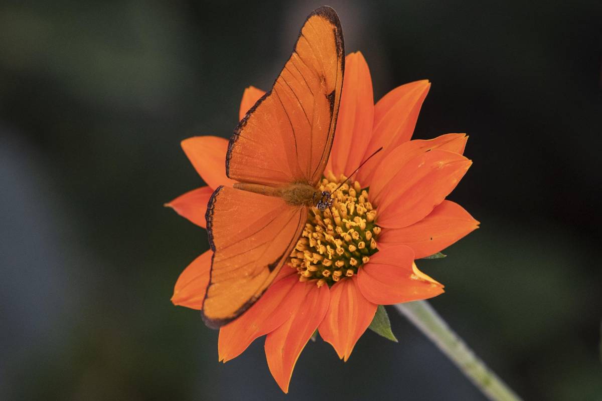 Quienes acuden a El Volador ven las setenta y cuatro especies de mariposas que llegan a polinizar el lugar en diferentes momentos y reverdecen este paraíso abierto en medio de la urbe de cemento. FOTO: Edwin Bustamante