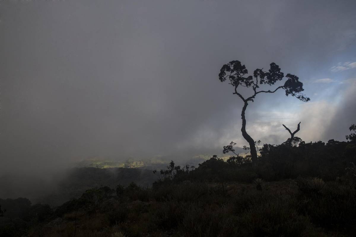 Gran diversidad de plantas se dan en la parte alta de este páramo, a más de 3.000 msnm hay especies en peligro por la expansión de la frontera agrícola y el cambio climático. Foto: Esteban Vanegas