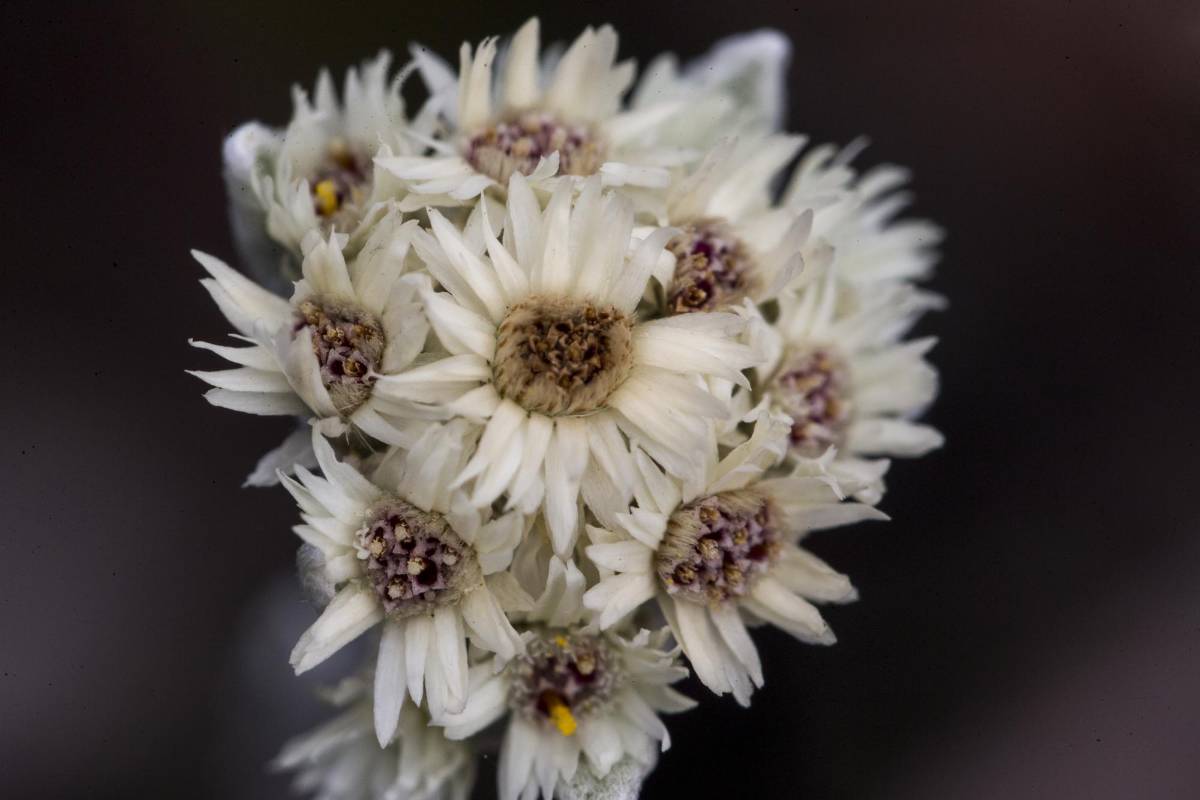Gran diversidad de plantas se dan en la parte alta de este páramo, a más de 3.000 msnm hay especies en peligro por la expansión de la frontera agrícola y el cambio climático. Foto: Esteban Vanegas