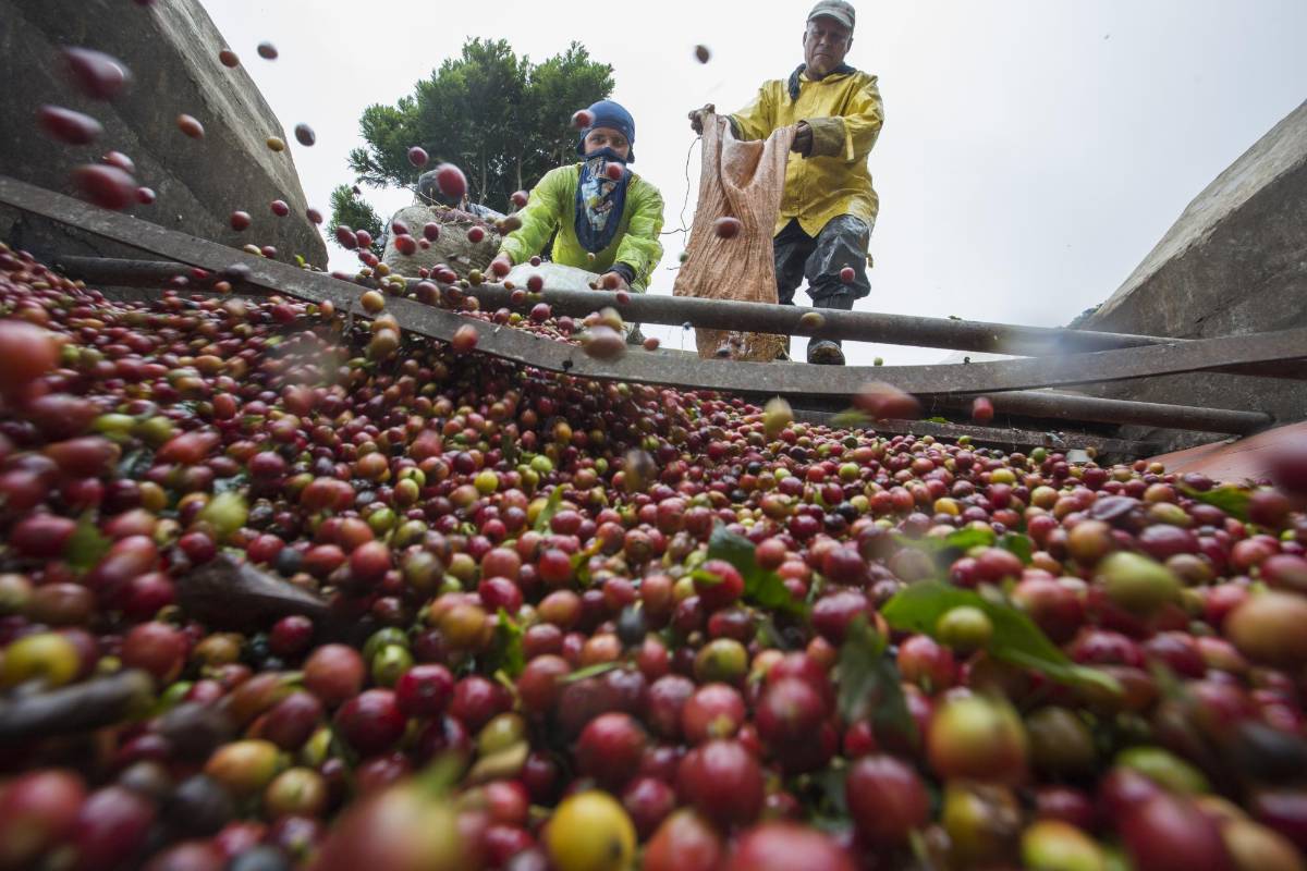 Existe la posibilidad del que el café Colombiano deje de cotizar en la bolsa de Nueva York. Los caficultores piden al gobierno medidas de urgencias como el apoyo directo al preció que se mantiene por debajo de un dólar la libra. Foto: Manual Saldarriaga Quintero