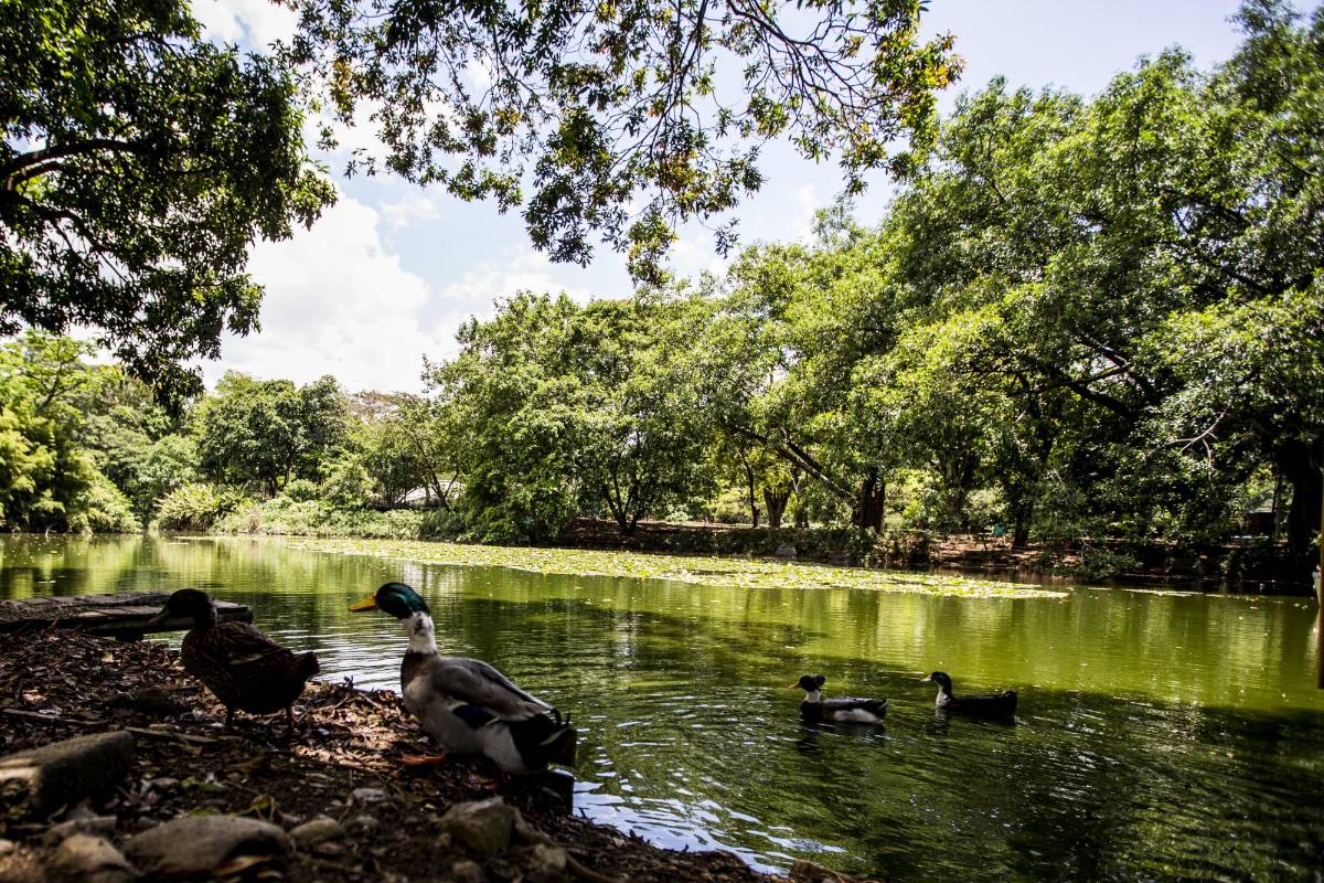Con frecuencia vemos nadando a los patos, a las iguanas y a las tortugas tomando el sol en la laguna del Jardín. FOTOS: JULIO CÉSAR HERRERA.