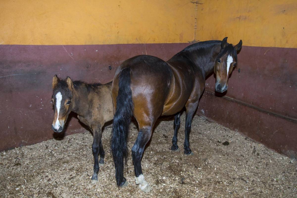 La pesebrera: sitio cómodo y seguro para la crianza. Foto: Jaime Pérez